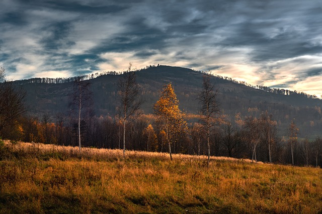 Free Mountain Forest photo and picture