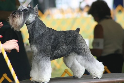Free Dog Show Miniature Schnauzer photo and picture