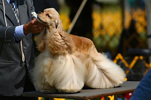 Free Dog Show American Cocker Spaniel photo and picture