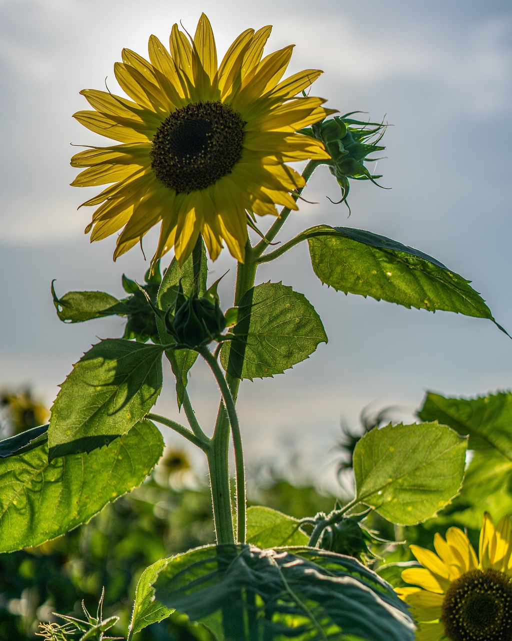 Sunflower Flower Yellow - Free photo on Pixabay - Pixabay