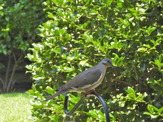 Free Dove White photo and picture