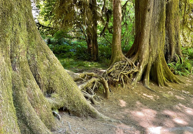 Free Hoh River Rain Forest National Park photo and picture
