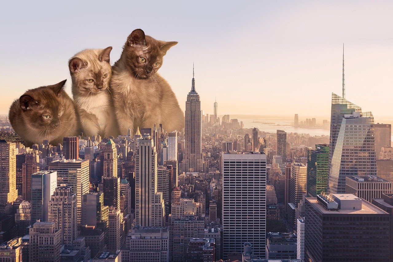 Cats City New York Free photo on Pixabay