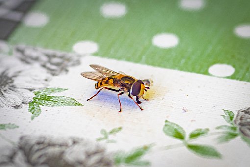 De Cerca, Insecto, Insecto Con Alas