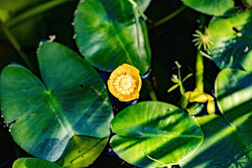 Lirio De Estanque Amarillo, Flor, Planta