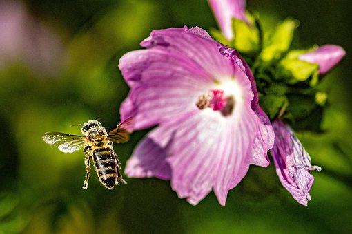 Abeja, Insecto, Vuelo, Flor