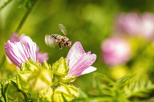 Abeja, Insecto, Vuelo, Flor