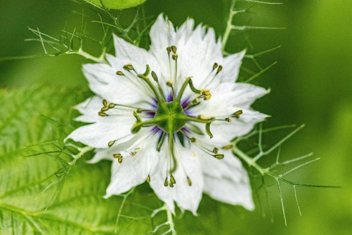 Amor En La Niebla, Flor, Planta