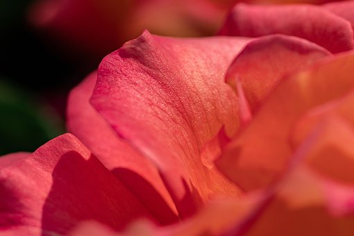 Rosa, Fondo De La Flor, Hermosas Flores