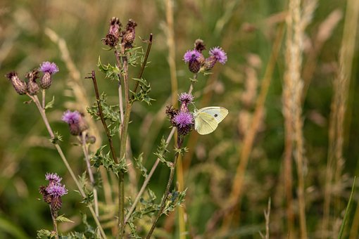 Mariposa Blanca De La Col, Mariposa