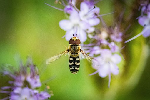 Syrphidae, Mosca De La Flor, Insecto