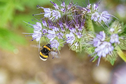 Abeja, Insecto, Polinizar, Polinización