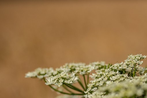 Hogweed, Flores, Planta