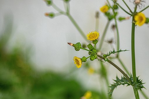 Cardo De La Puerca, Flores, Planta