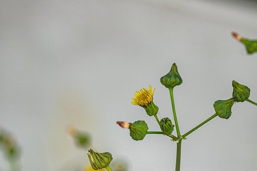 Cardo De La Puerca, Flor, Brotes