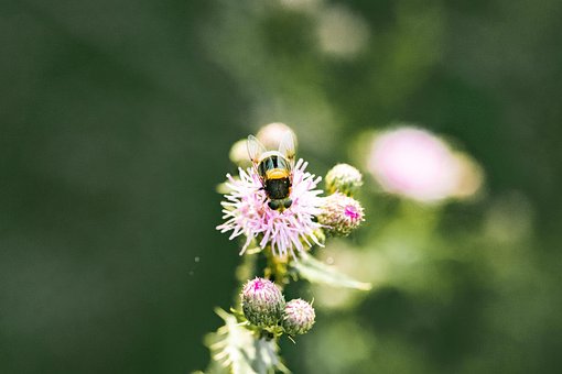 Abejorro, Abeja, Flores, Cardo, Insecto