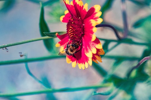 Abejorro, Abeja, Flor, Flor De Manta