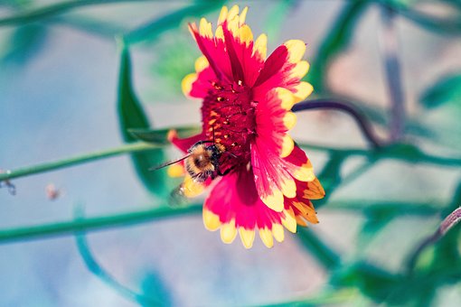 Abejorro, Abeja, Flor, Flor De Manta