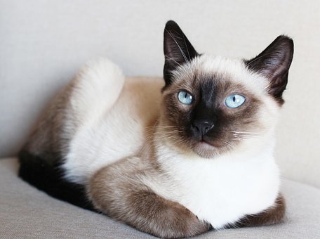 暹罗, 猫, 宠物, 猫科动物, 动物, 毛皮, 说谎, 胡须, 基蒂