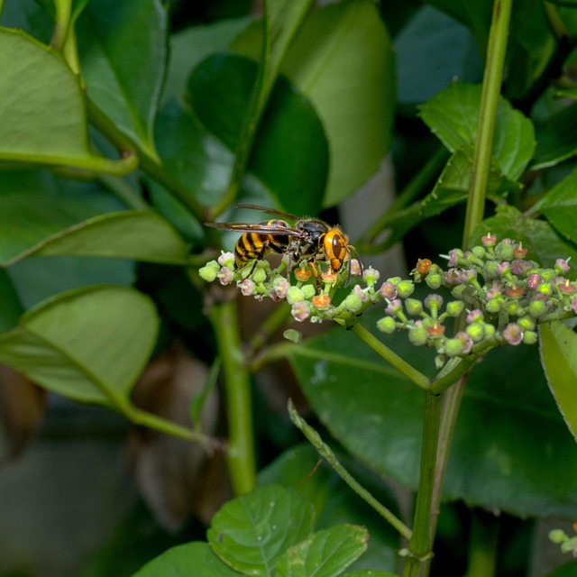 大黄蜂 黄蜂 植物 - Pixabay上的免费照片 - Pixabay