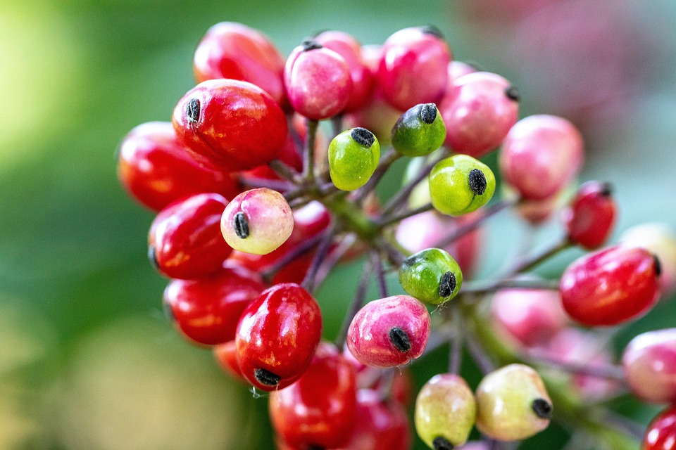 Baneberry Fruits Plant - Free photo on Pixabay