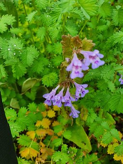 Free Ground Ivy Flowers photo and picture