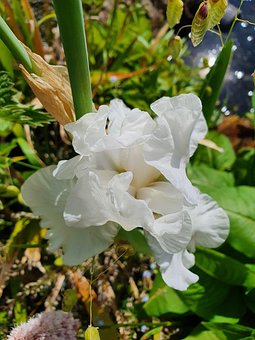 Free Iris Flower photo and picture