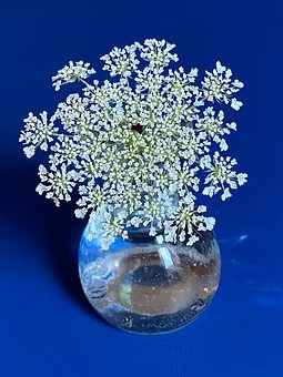 Free Wild Carrot Meadow Flower photo and picture