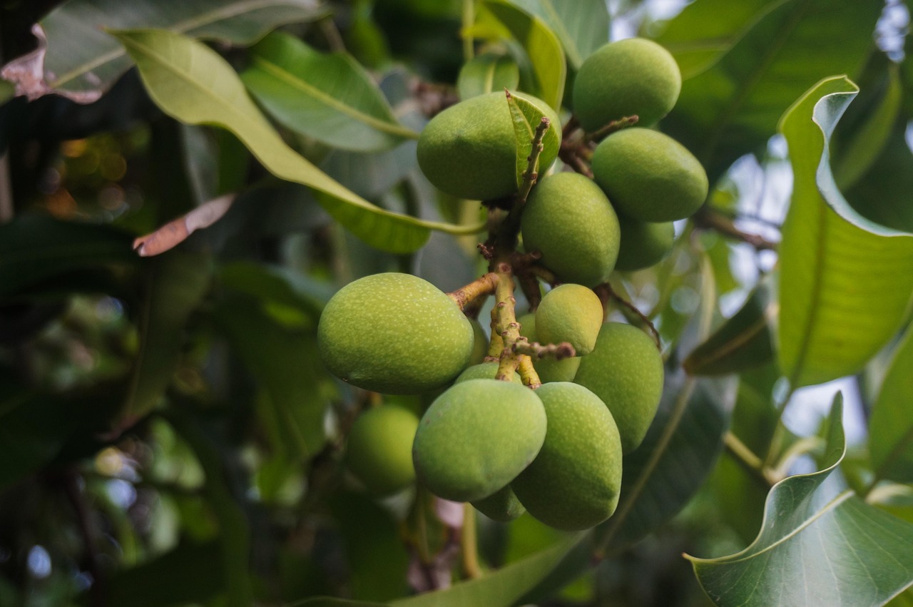Mangos Früchte Lebensmittel - Kostenloses Foto auf Pixabay - Pixabay