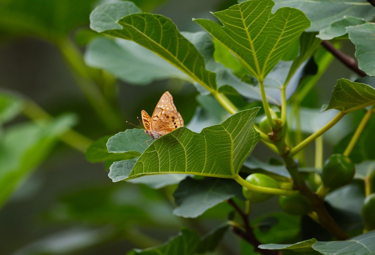 Butterfly Insect Leaves Winged Free Photo On Pixabay Pixabay butterfly-insect-leaves-winged-free-photo-on-pixabay-pixabay