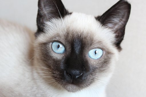 暹罗, 猫, 宠物, 猫科动物, 动物, 胡须, 毛皮, 基蒂, 自然, 国内的