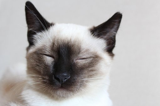 暹罗, 猫, 宠物, 猫科动物, 动物, 胡须, 毛皮, 基蒂, 国内的