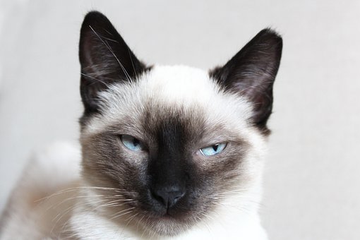 暹罗, 自然, 猫, 宠物, 猫科动物, 动物, 胡须, 毛皮, 基蒂, 国内的