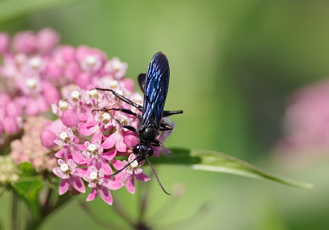 Free Great Black Wasp Wasp photo and picture