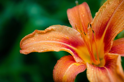 Free Lily Flower Background photo and picture