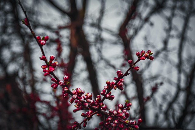Berry Autumn Wallpaper Macro - Free photo on Pixabay - Pixabay
