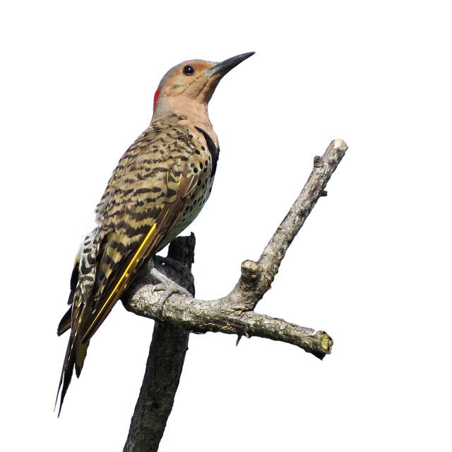 Free bird northern oscillation woodpecker illustration