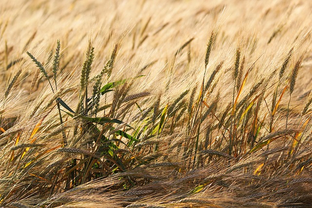 Free Cereals Barley photo and picture