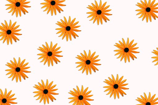 Gelb, Hintergrund, Sonnenblume, Feder