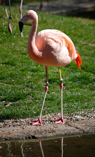 Free Pelican Zoo photo and picture
