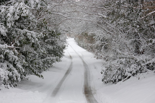 Free Trees Snow photo and picture