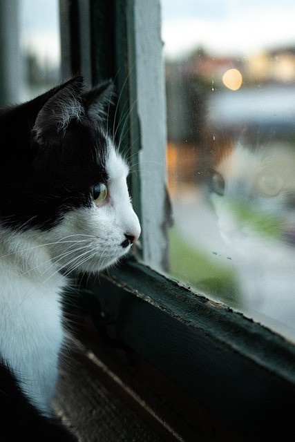 Kat, Kæledyr, Feline, Dyr, Pels