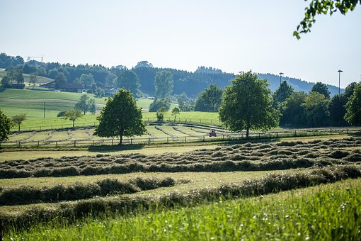 Felt, Landskabet, Natur, Græs, Græsgange