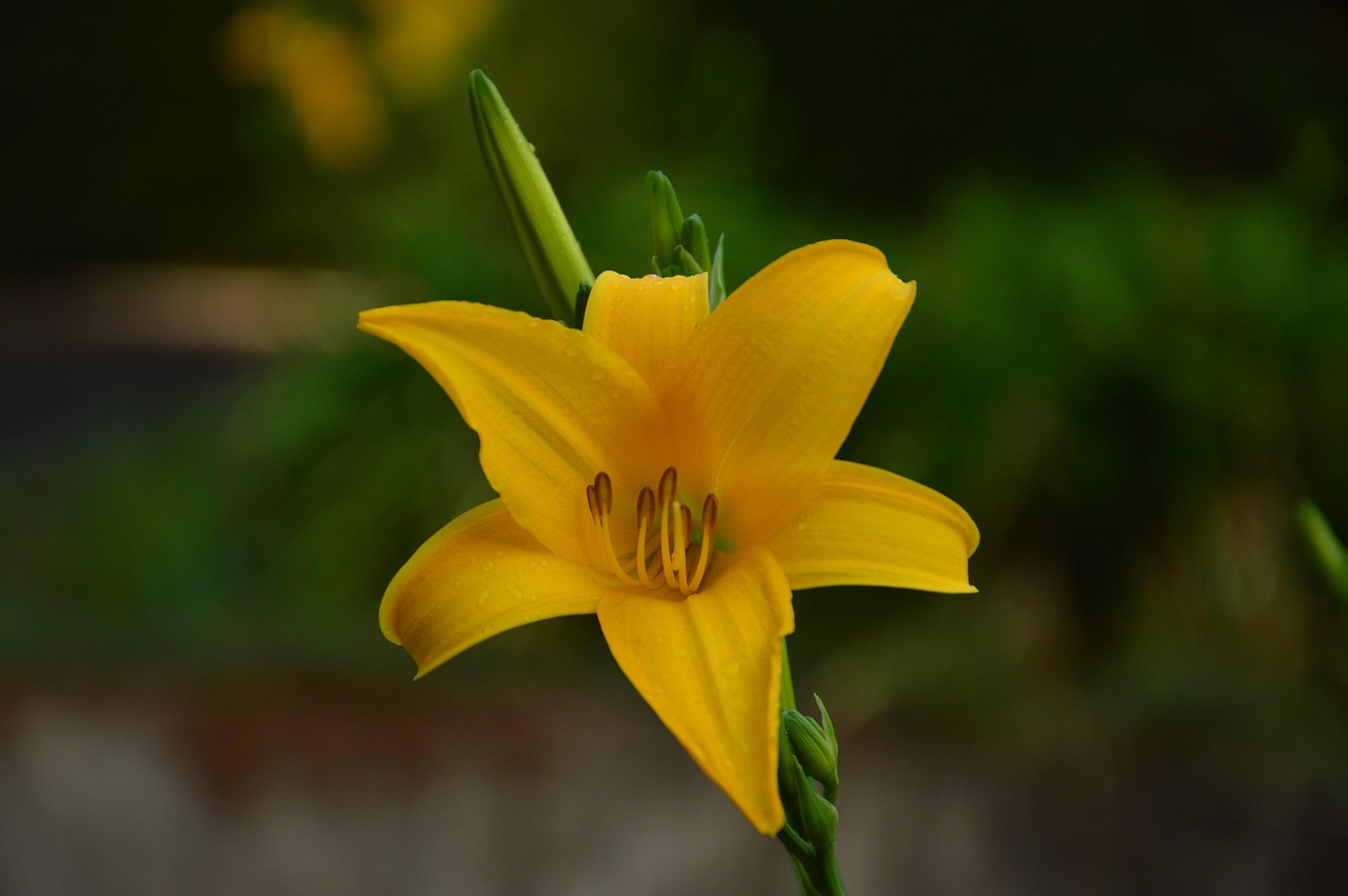 黄花菜 花 植物 - Pixabay上的免费照片 - Pixabay