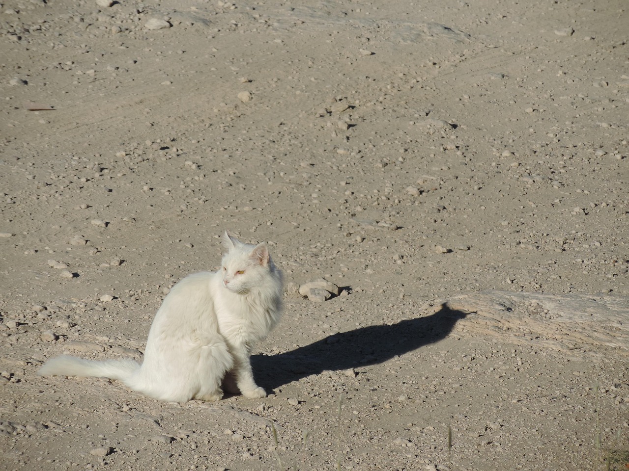 猫 鸟 白色的 - Pixabay上的免费照片 - Pixabay