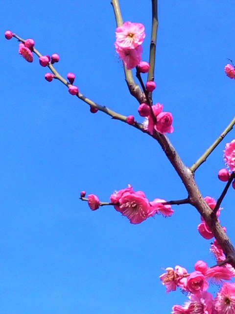 Free Tree Asia photo and picture