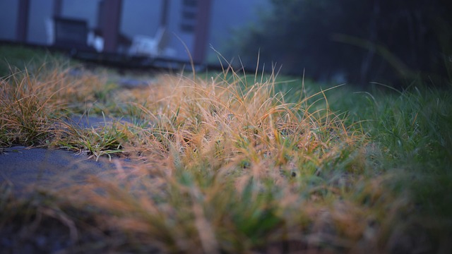 Gras, Grond, Plantaardige, Tuin, Natuur