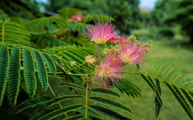 Free Tree Flowers photo and picture
