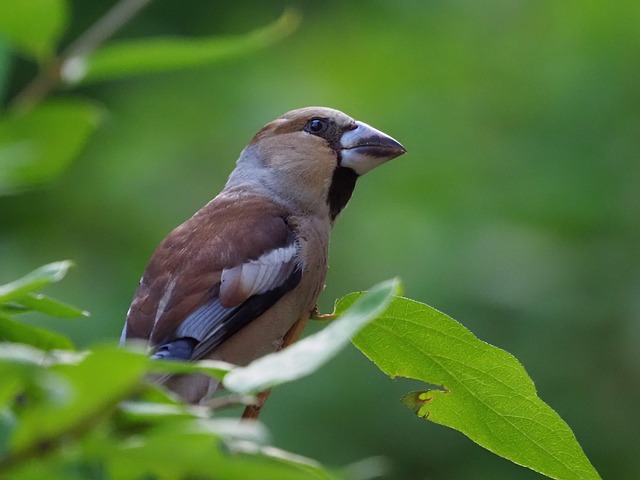 Vogel, Kernbeißer, Tierwelt, Singvogel