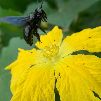 Free Carpenter Bee Insect photo and picture